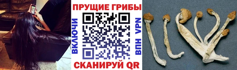 blacksprut как войти  Красавино  Псилоцибиновые грибы GOLDEN TEACHER 